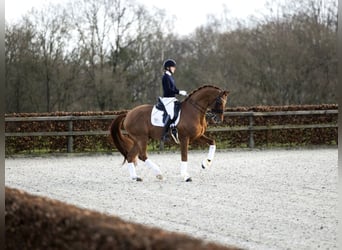 Oldenburg, Stallion, 14 years, 16.3 hh, Chestnut