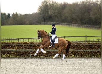 Oldenburg, Stallion, 14 years, 16.3 hh, Chestnut