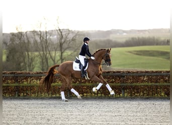 Oldenburg, Stallion, 14 years, 16.3 hh, Chestnut