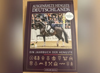 German Riding Pony, Stallion, 16 years, 14.2 hh, Dunalino