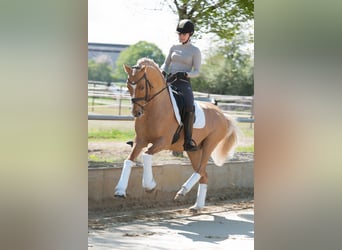German Riding Pony, Stallion, 16 years, 14.2 hh, Dunalino