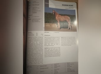 German Riding Pony, Stallion, 16 years, 14.2 hh, Dunalino