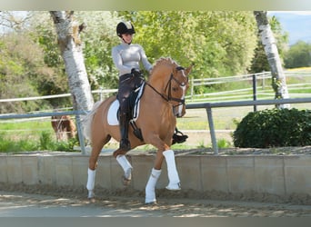 German Riding Pony, Stallion, 16 years, 14.2 hh, Dunalino