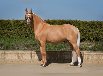 German Riding Pony, Stallion, 16 years, 14.2 hh, Dunalino
