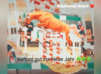 German Riding Pony, Stallion, 16 years, 14.2 hh, Dunalino