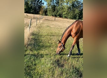 Pferdepfleger/ Bereiter/ Stallhilfe gesucht!