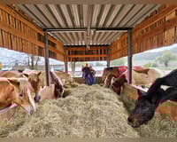 Dein Sommerabenteuer: Reiterferien 2024 mit täglichem Reitspaß! Dein Sommerabenteuer: Reiterferien 2024 mit täglichem Reitspaß!