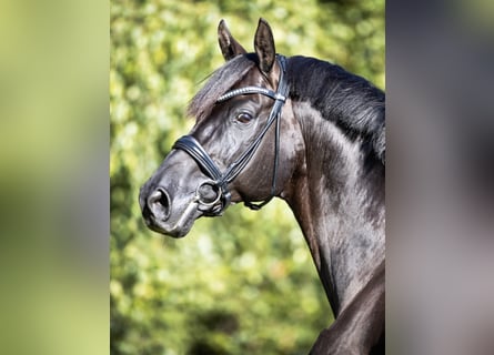 Hanoverian, Stallion, 14 years, 16.2 hh, Black