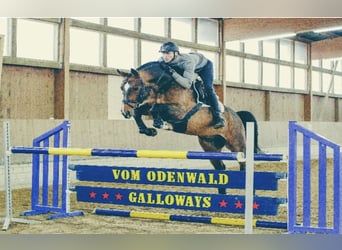 Hanoverian, Stallion, 15 years, 16.1 hh, Bay-Dark