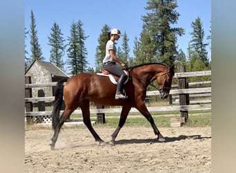 Cleveland Bay, Mare, 5 years, 16 hh, Bay