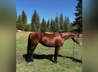 Cleveland Bay, Mare, 5 years, 16 hh, Bay
