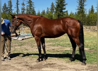 Cleveland Bay, Mare, 5 years, 16 hh, Bay