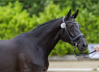 Trakehner, Mare, 5 years, 16.1 hh, Black, in Bosau,