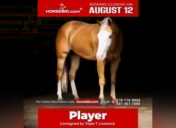 American Quarter Horse, Gelding, 4 years, 15 hh, Palomino, in Nevis, MN,