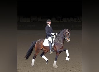 Danish Warmblood, Stallion, 7 years, 16.2 hh, Bay-Dark