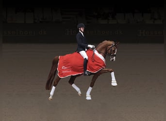 Danish Warmblood, Stallion, 6 years, 16.2 hh, Chestnut
