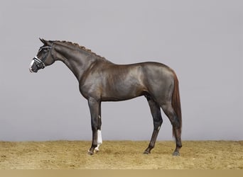 Danish Warmblood, Stallion, 4 years, 16.2 hh, Chestnut