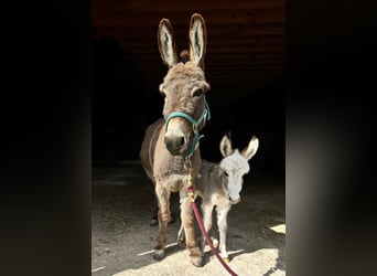 Donkey, Mare, 4 years, 8 hh, Gray