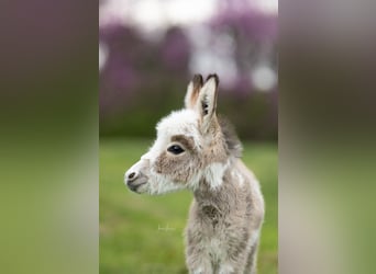 Donkey, Mare, 4 years, 8 hh, Gray