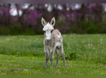 Donkey, Mare, 4 years, 8 hh, Gray