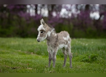 Donkey, Mare, 4 years, 8 hh, Gray