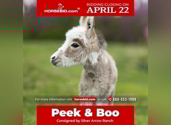 Donkey, Mare, 4 years, 8 hh, Gray