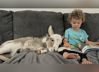 Donkey, Mare, 4 years, 8 hh, Gray