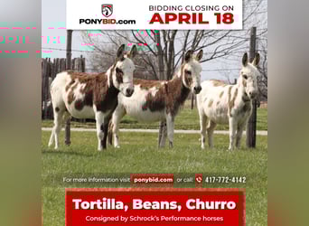 Donkey, Mare, 4 years, 8 hh