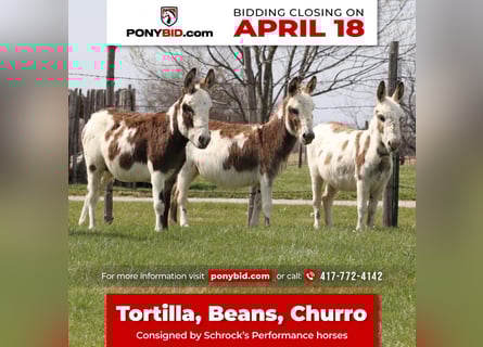 Donkey, Mare, 4 years, 8 hh