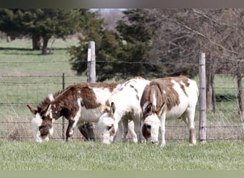 Donkey, Mare, 4 years, 8 hh