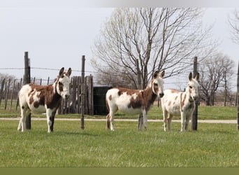 Donkey, Mare, 4 years, 8 hh
