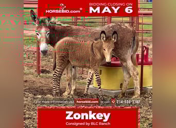 Donkey Mix, Mare, Foal (03/2024)