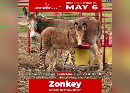 Donkey Mix, Mare, Foal (03/2024)