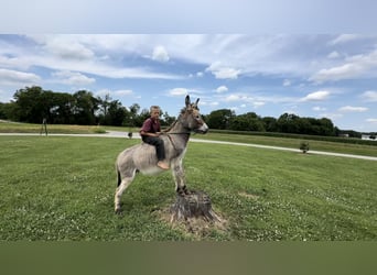 Donkey, Stallion, 3 years, 10 hh, Gray