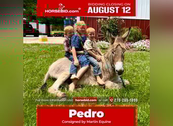 Donkey, Stallion, 3 years, 10 hh, Gray