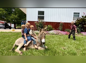 Donkey, Stallion, 3 years, 10 hh, Gray
