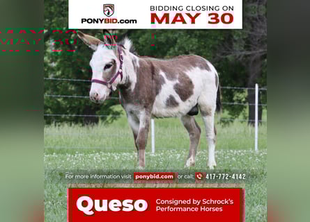 Donkey, Stallion, 4 years, 8.1 hh, Gray