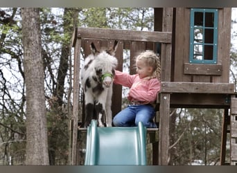 Donkey, Stallion, Foal (02/2024)