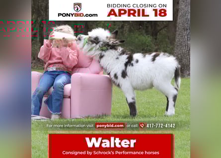 Donkey, Stallion, Foal (02/2024)