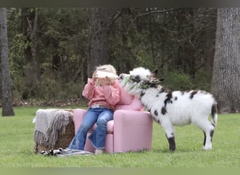 Donkey, Stallion, Foal (02/2024)