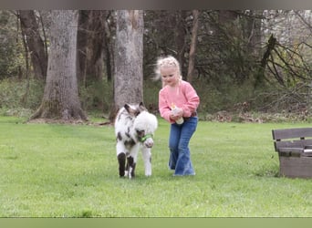 Donkey, Stallion, Foal (02/2024)