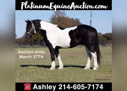Draft Horse, Gelding, 11 years, Black