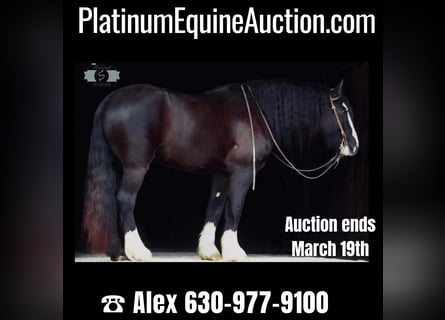 Draft Horse, Gelding, 6 years, 16 hh, Tobiano-all-colors
