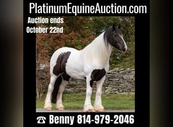 Draft Horse, Gelding, 6 years, Tobiano-all-colors