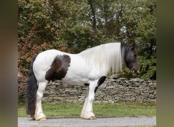 Draft Horse, Gelding, 6 years, Tobiano-all-colors