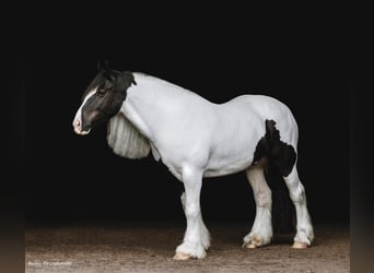Draft Horse, Gelding, 6 years, Tobiano-all-colors