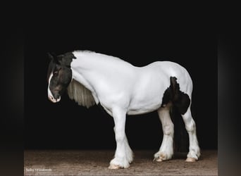 Draft Horse, Gelding, 6 years, Tobiano-all-colors