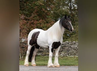 Draft Horse, Gelding, 6 years, Tobiano-all-colors