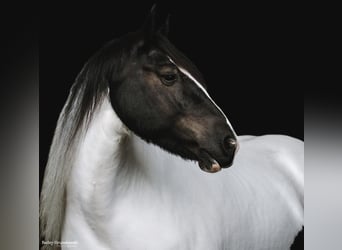 Draft Horse, Gelding, 6 years, Tobiano-all-colors