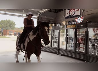 Draft Horse Mix, Gelding, 7 years, 15.2 hh, Tobiano-all-colors